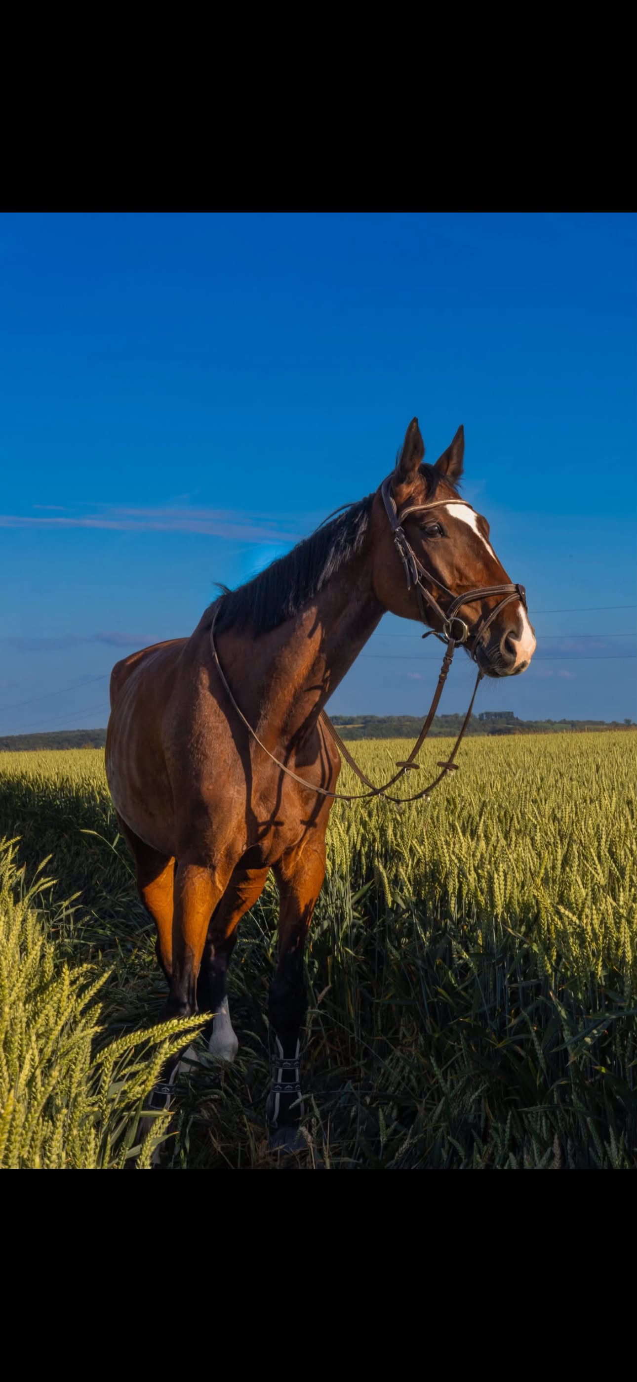 Shooting Cheval détail 2